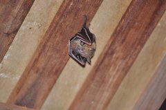 Cynopterus brachyotis