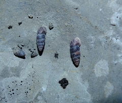 Chondrina megacheilos