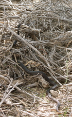 Masticophis fuliginosus