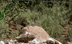 Crotaphytus vestigium