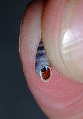 Chondrina megacheilos