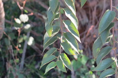 Trema micrantha floridana