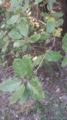 Garrya lindheimeri, photograph Noland Martin, CC BY, iNaturalist via GBIF