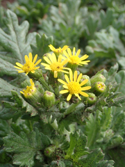 Senecio radiolatus
