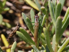 Conocephalus spinosus
