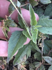 Tridax procumbens image