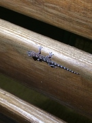 Hemidactylus mabouia