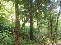 Pseudopanax arboreus