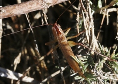 Conocephalus spinosus