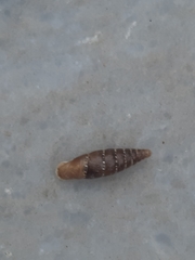 Charpentieria