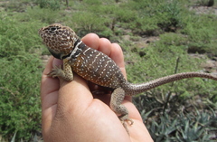 Crotaphytus vestigium