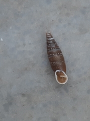 Charpentieria