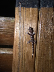 Hemidactylus mabouia