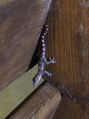 Hemidactylus mabouia