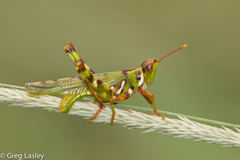 Bootettix argentatus