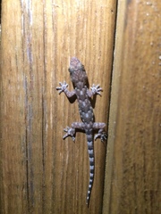 Hemidactylus mabouia