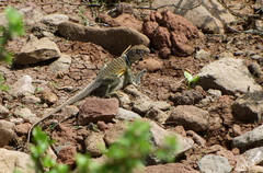 Crotaphytus vestigium