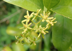 Supplejack (Ripogonum scandens)