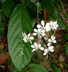 Clerodendrum schmidtii