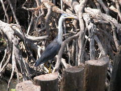 Egretta picata