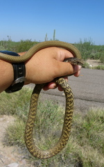 Masticophis fuliginosus