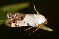 Acontiinae