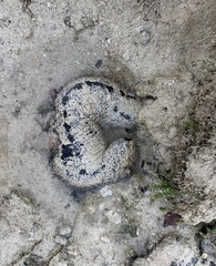 Holothuria atra