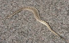Crotalus enyo enyo