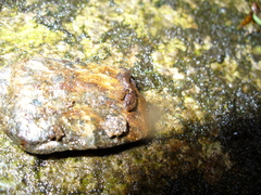 Desmognathus carolinensis