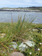 Puccinellia chathamica