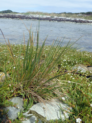 Puccinellia chathamica