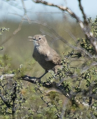 Pseudoseisura gutturalis