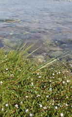 Puccinellia chathamica