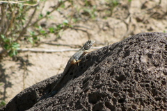 Sceloporus zosteromus