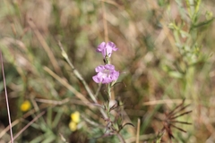 Agalinis communis