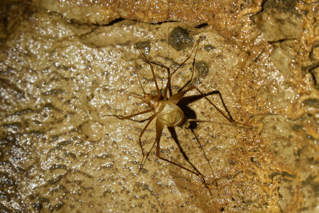 Longuripes