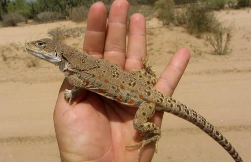 Cope's Leopard Lizard
