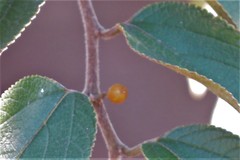 Trema micrantha floridana