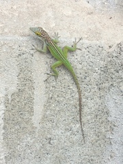 Anolis leachii