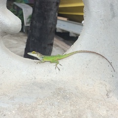 Anolis leachii