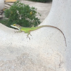 Anolis leachii
