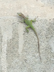 Anolis leachii