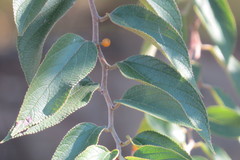 Trema micrantha floridana