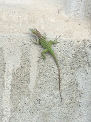 Anolis leachii