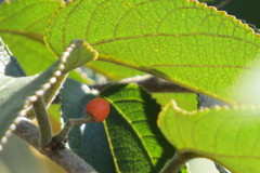 Trema micrantha floridana