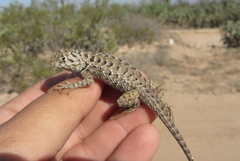 Sceloporus zosteromus