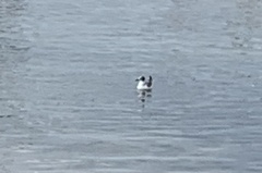 Leucophaeus pipixcan