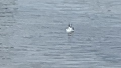 Leucophaeus pipixcan