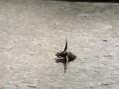 Callopistromyia strigula