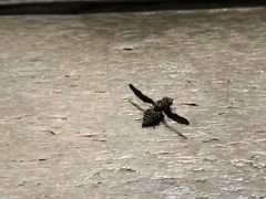 Callopistromyia strigula